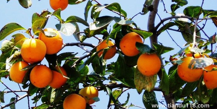 湖南邵陽這四種特產(chǎn)，遠(yuǎn)近聞名，看看你吃過哪幾種？